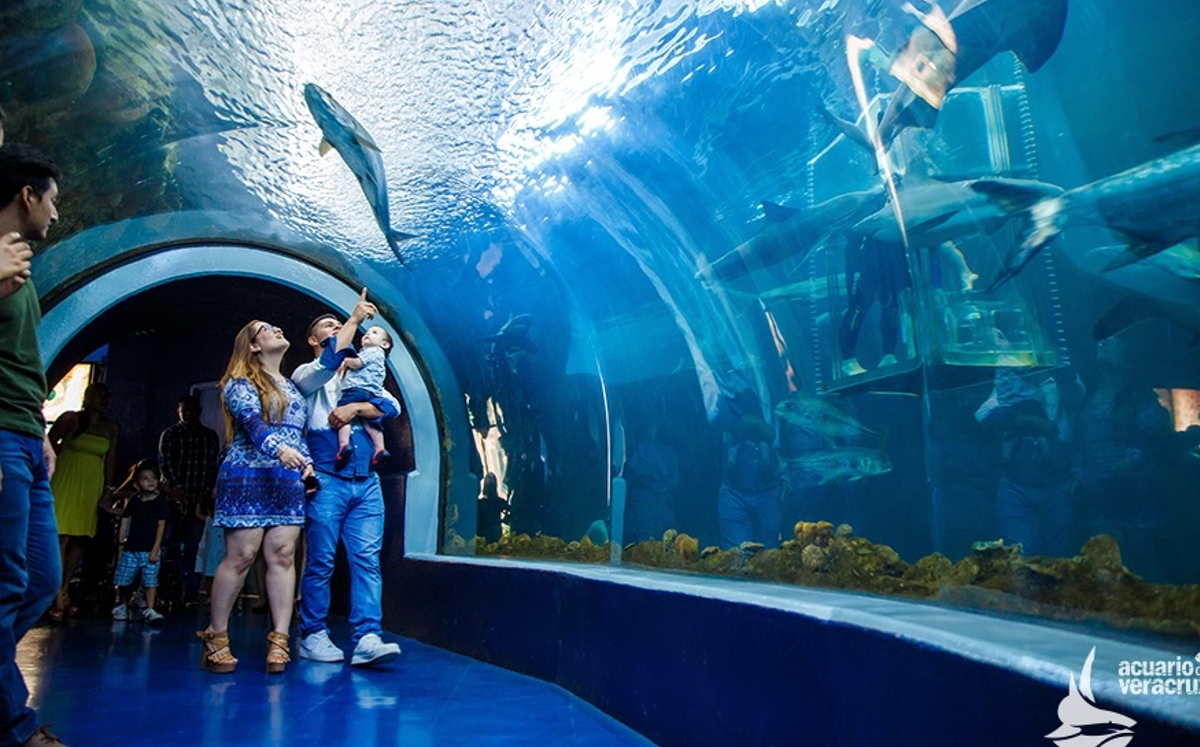 acuario-veracruz-clausurado-presuntas-anomalias