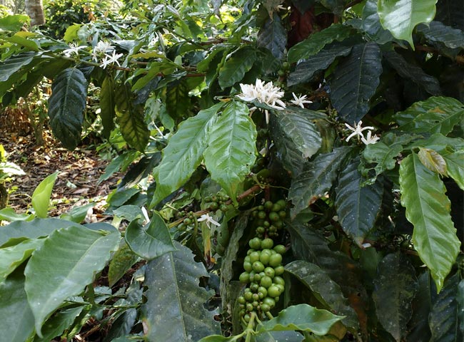 tour-haciendas-cafe3